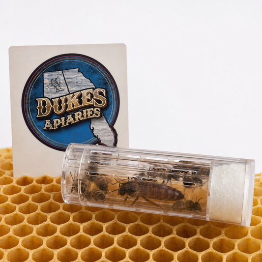 Dukes Mated Queen Bee